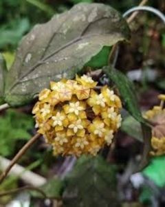 Hoya sp Aceh Splash