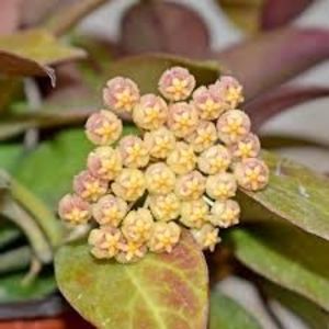 Hoya Sunrise