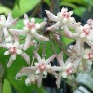 Hoya Uncinata
