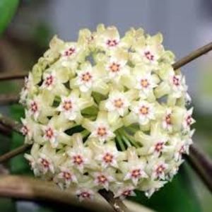 Hoya verticillata Splash