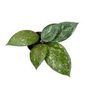 Hoya verticillata Splash