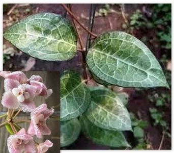 Hoya verticillata Wayang