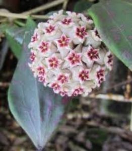 Hoya wibergiae