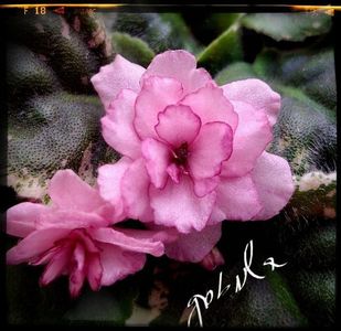 Rebel's Rosebud
