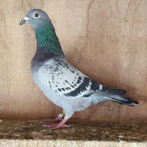 Mascul 24-817