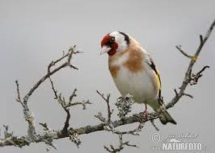 images (27)