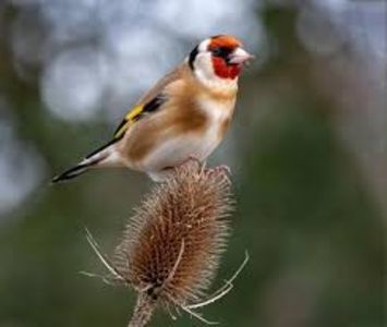 images (32)