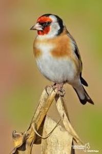 images (36)