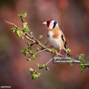images (46)