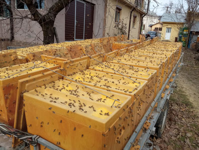 ultraBee24
