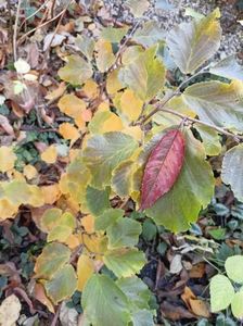 Hamamelis Amethyst