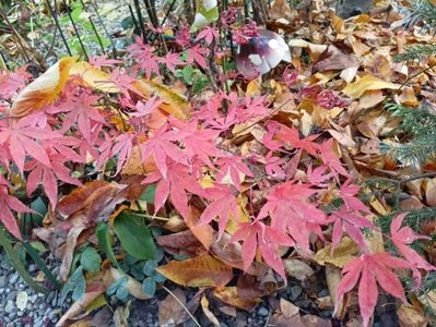 Atropurpureum