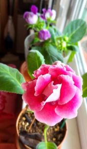 08.11.2024; Gloxinia
