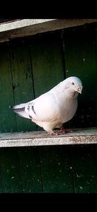 _125403_com.huawei.himovie.overseas