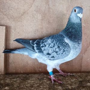 Mascul 21-064