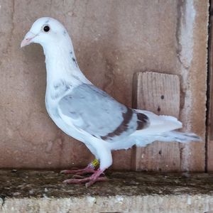 Mascul 24-517