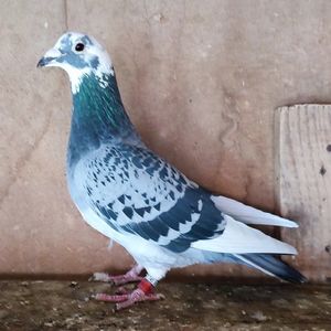 Femela 22-414 DV