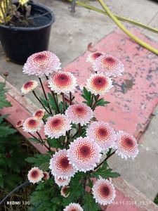 7; Bicolor înalte deosebite
