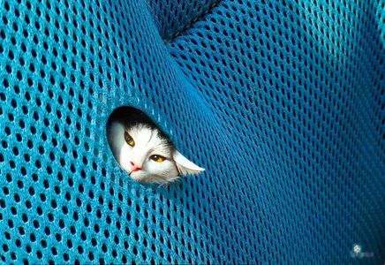 Lovely KittY 2