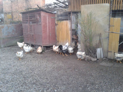 MATCĂ 1/ 2024; ‎luni, ‎18 ‎decembrie ‎2023
