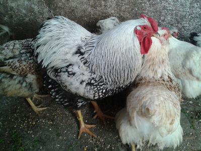 MATCĂ 1/ 2024; ‎sâmbătă, ‎30 ‎martie ‎2024
