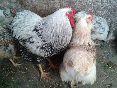 MATCĂ 1/ 2024; ‎sâmbătă, ‎30 ‎martie ‎2024
