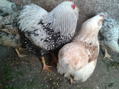 MATCĂ 1/ 2024; ‎sâmbătă, ‎30 ‎martie ‎2024
