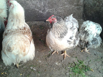 MATCĂ 1/ 2024; ‎sâmbătă, ‎30 ‎martie ‎2024
