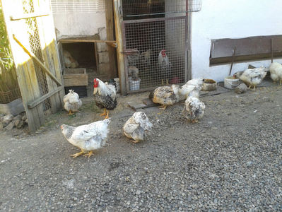 ‎duminică, ‎7 ‎aprilie ‎2024, ‏‎17:26:12