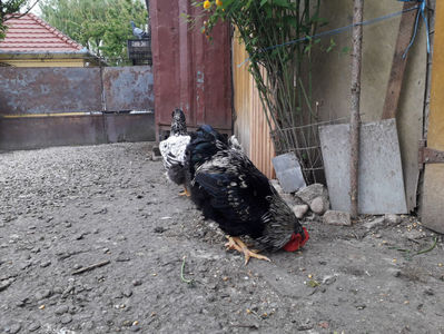‎duminică, ‎21 ‎aprilie ‎2024, ‏‎18:15:59
