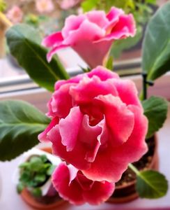 13.11.2024; Gloxinia
