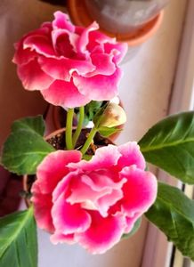 13.11.2024; Gloxinia
