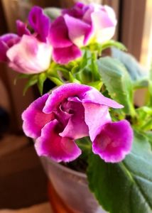 13.11.2024; Gloxinia
