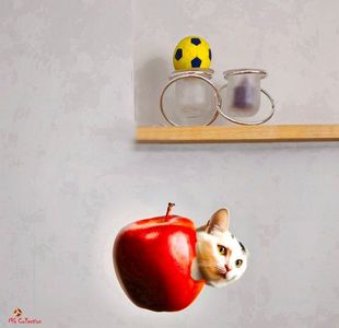 Apple Cat