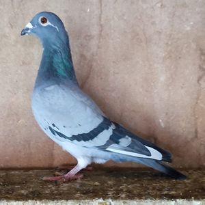 Femela 24-505