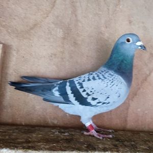 Femela 22-176