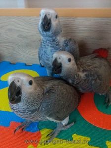 AfricanGrey-15