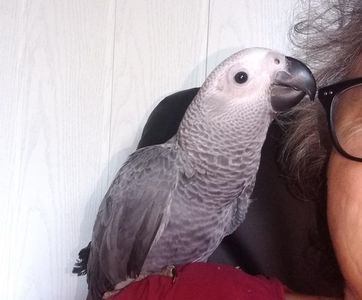 AfricanGrey-23