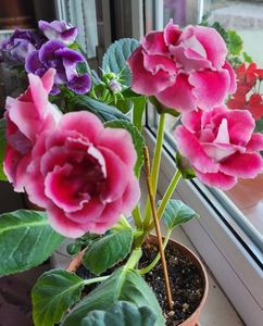 16.11.2024; Gloxinia
