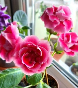 16.11.2024; Gloxinia
