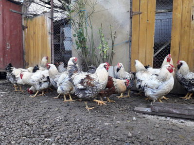‎duminică, ‎13 ‎noiembrie ‎2022, ‏‎15:42:05; ‎duminică, ‎13 ‎noiembrie ‎2022, ‏‎15:42:05

