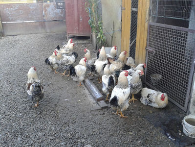 ‎duminică, ‎13 ‎noiembrie ‎2022, ‏‎15:26:58; ‎duminică, ‎13 ‎noiembrie ‎2022, ‏‎15:26:58
