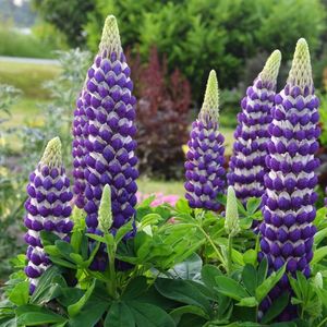 LUPINUS_WESTCOUNTRY_BLACKSMITH_LUPINE_BH_LUPBS_01 (1)