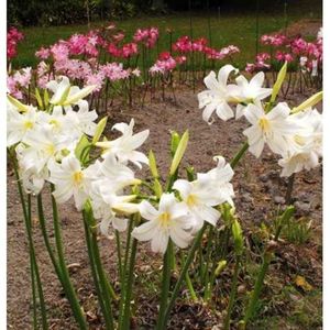 bulbi-Amaryllis-belladonna-alba-; -10 grade

