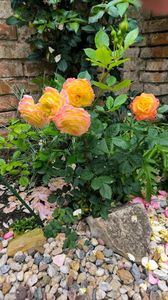 .trashed-1720033527-IMG_20240603_161121