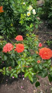 2f37fe7b-e581-4e9f-af99-575083b8fe77