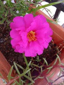 Portulaca
