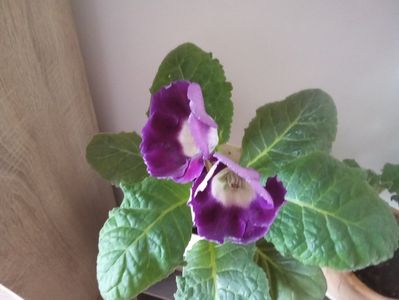 Gloxinia