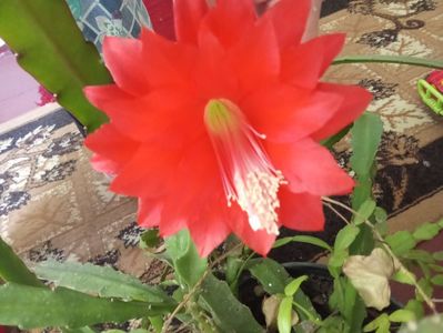 Philocactus