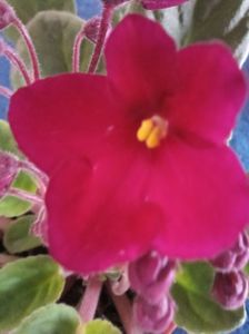 Violeta de Parma